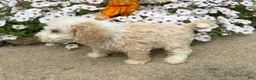 Miniature Poodle dogs for sale: Jimmy - Ad 3