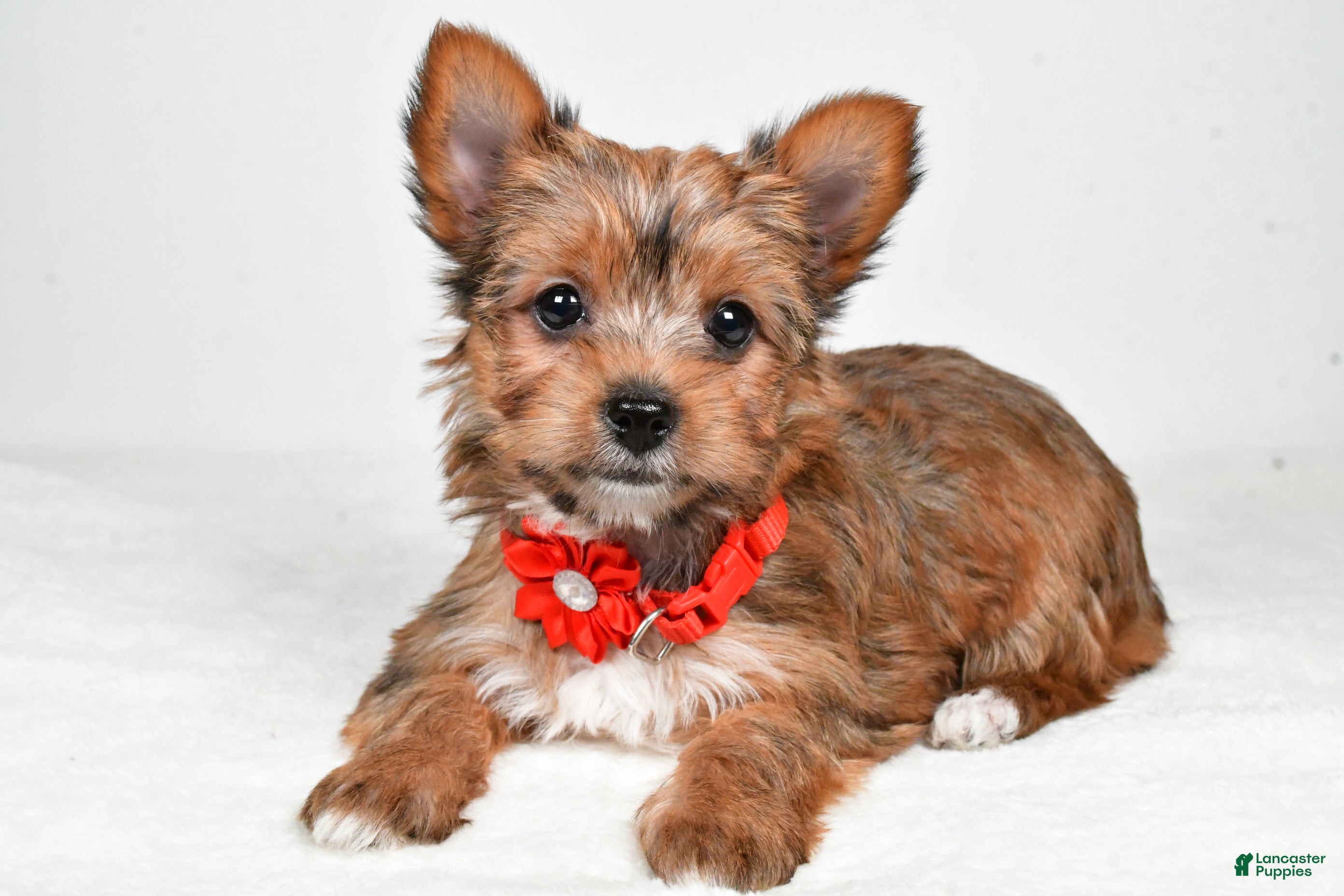 Yorkshire Terrier dogs Dixie - Ad 1