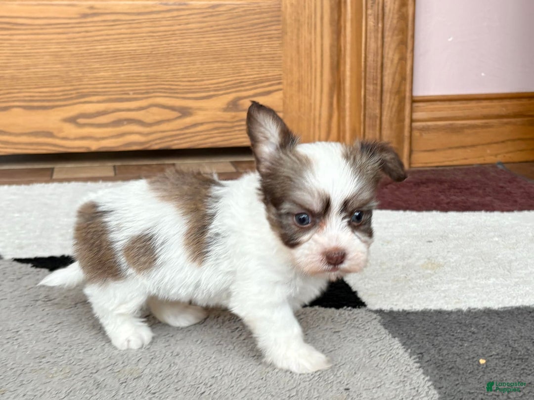 Coton De Tulear dogs for sale: Rita - Ad 5
