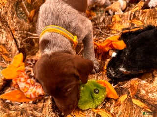 German Shorthaired Pointer dogs - Ad 16