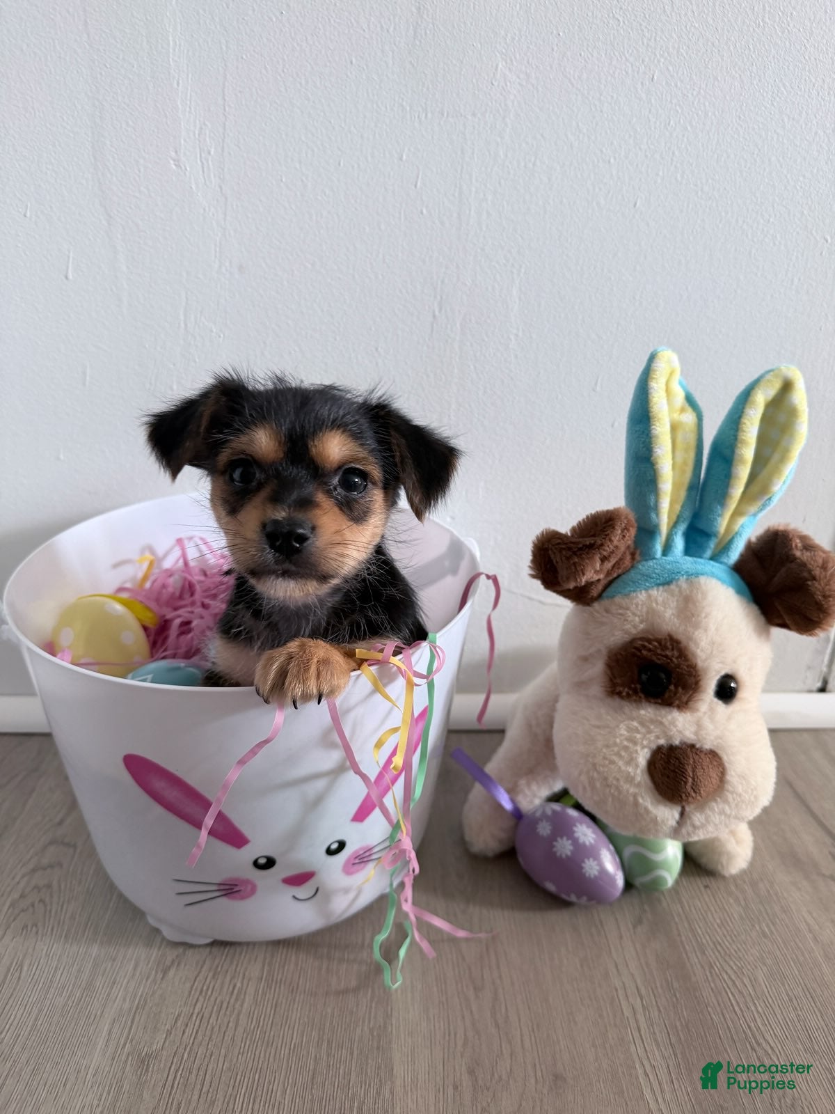 Yorkshire Terrier dogs Yorkshire Terrier Puppy 2 - Ad 2