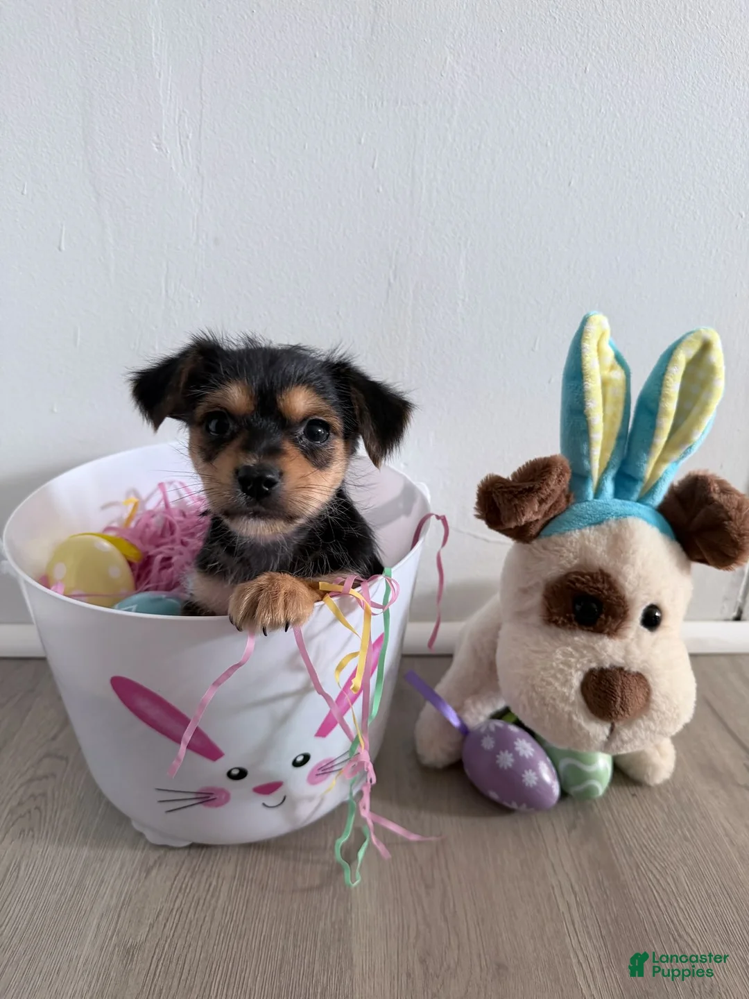 Yorkshire Terrier dogs for sale: Yorkshire Terrier Puppy 2 - Ad 1