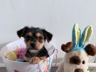 Yorkshire Terrier dogs for sale: Yorkshire Terrier Puppy 2 - Ad 3