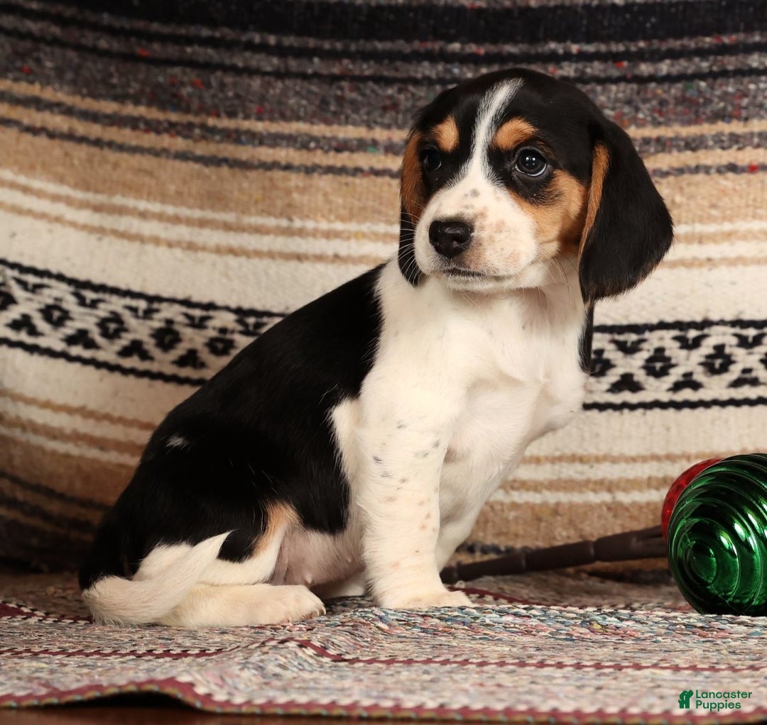 Beagle dogs for sale: Marshmallow - Ad 5