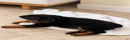 Rottweiler dogs for sale: Rottweiler 3 AKC - Ad 4