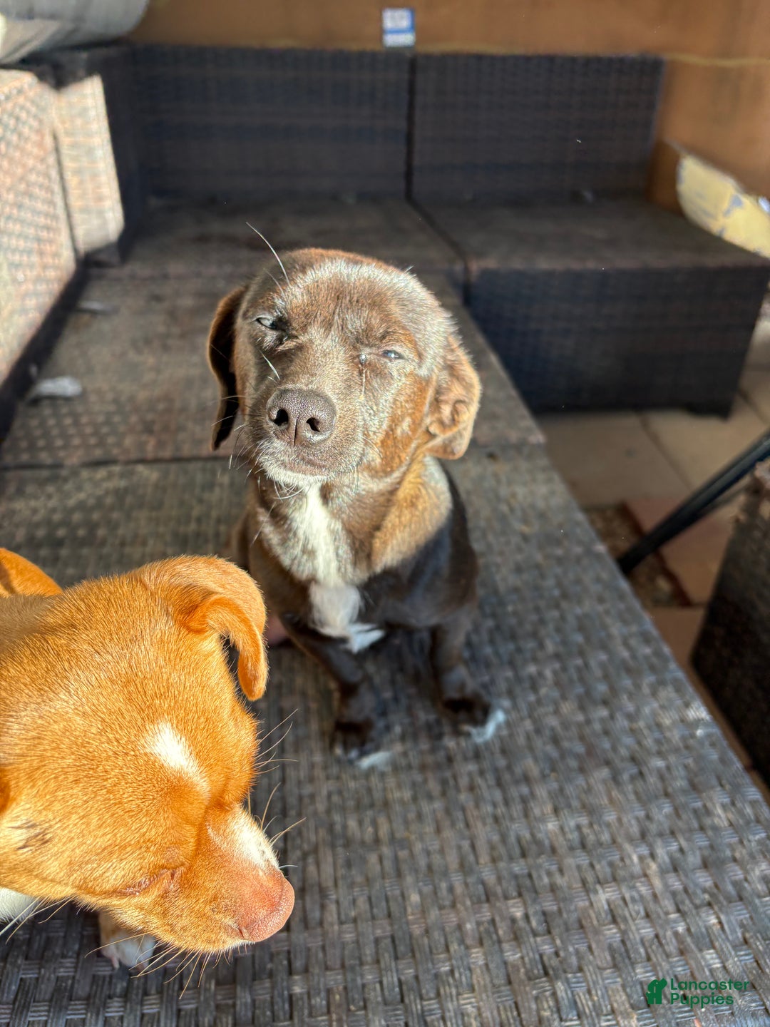 Mixed Breed dogs for sale: Mixed Breed Puppy 4 - Ad 6