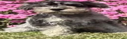 Miniature Schnauzer dogs for sale: Hudson - Ad 6