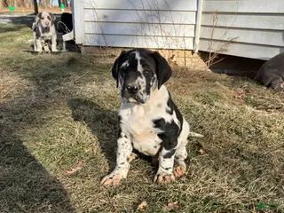 Great Dane dogs Little Jack - Ad 42