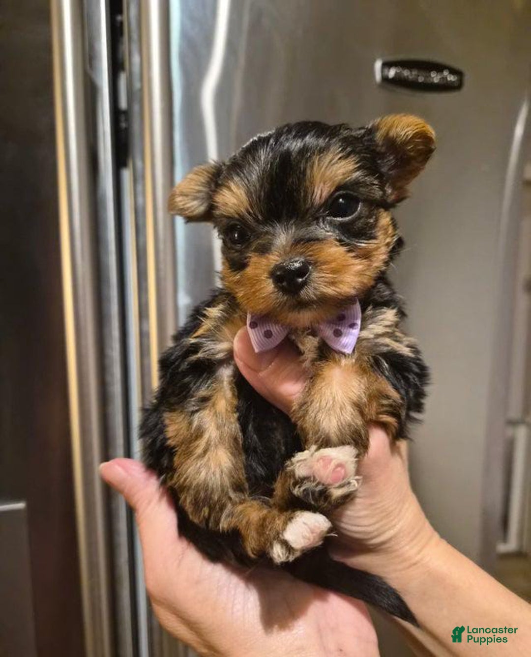 Yorkshire Terrier dogs for sale: Coco - Ad 2