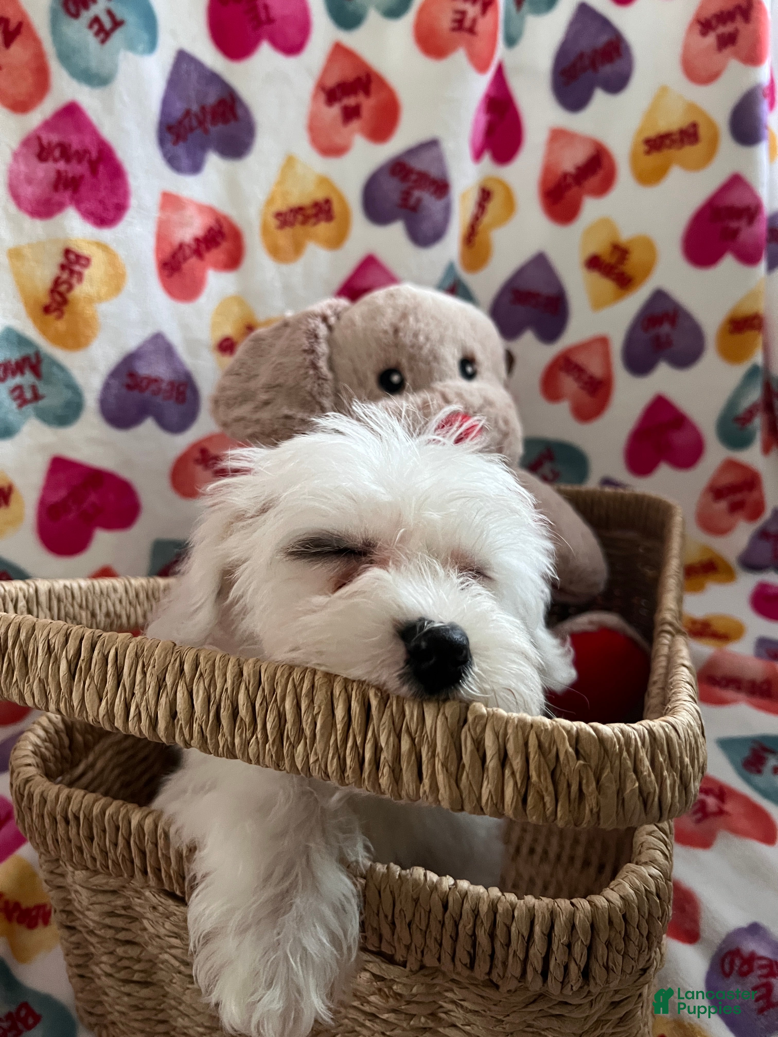 Yochon dogs Rick - Ad 2