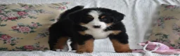 Bernese Mountain Dog dogs for sale: Clover - Ad 3
