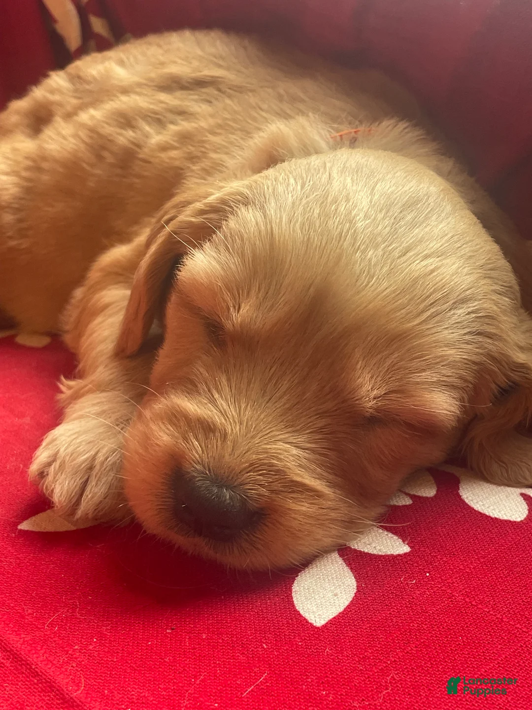 Goldendoodle dogs for sale: Goldendoodle Puppy 3 - Ad 2