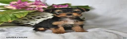 Yorkshire Terrier dogs for sale: Tiny - Ad 4