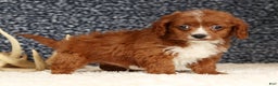 Cavapoo dogs for sale: Duane - Ad 7