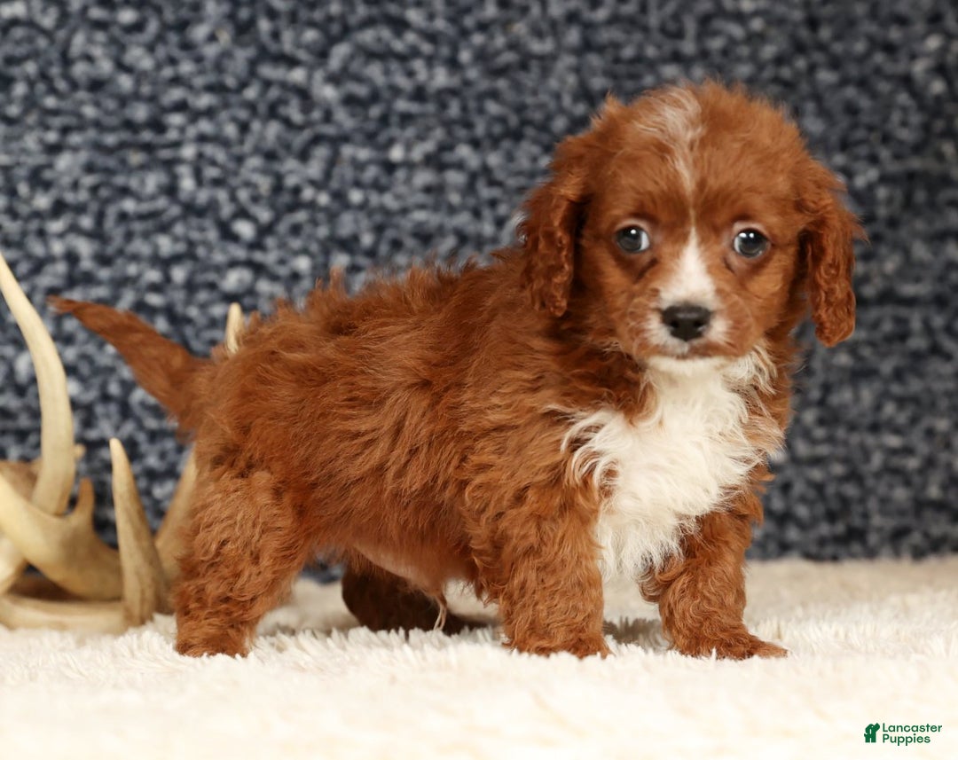 Cavapoo dogs for sale: Duane - Ad 7