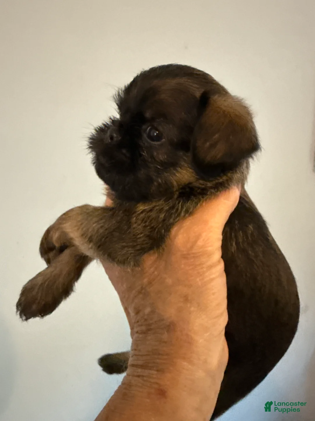 Brussels Griffon dogs for sale: Brussels Griffon Puppy 4 - Ad 2