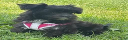 Morkie dogs for sale: Zoey - Ad 11