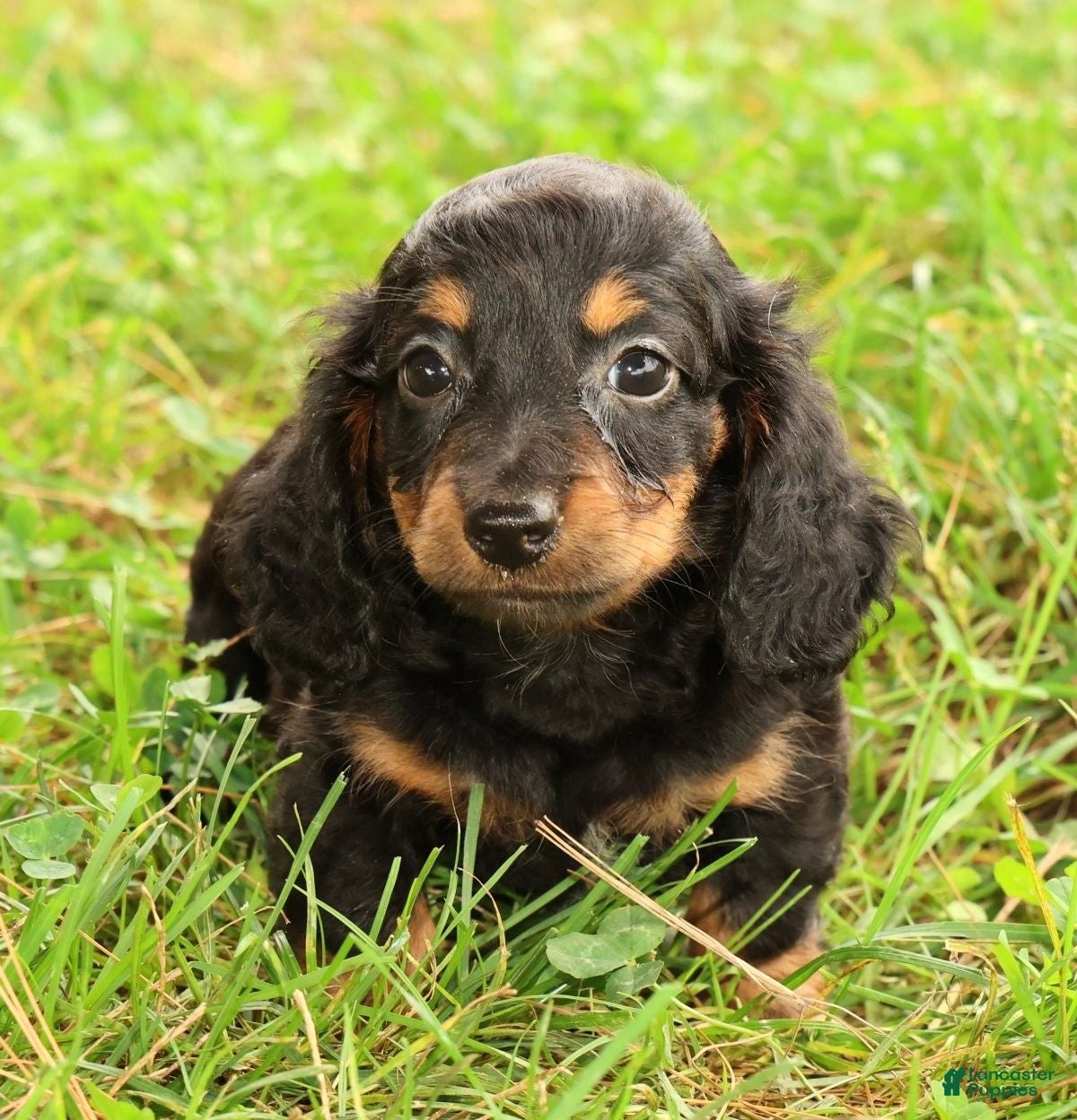 Miniature Dachshund dogs Draco - Ad 1