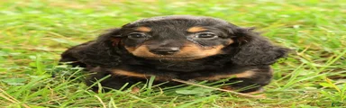 Draco