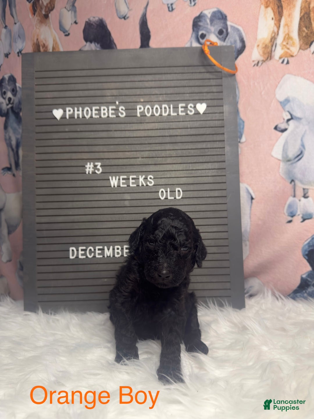 Standard Poodle dogs for sale: Standard Poodle Puppy 4 - Ad 5