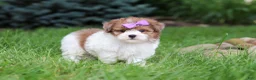 Havapoo dogs for sale: Addie - Ad 6