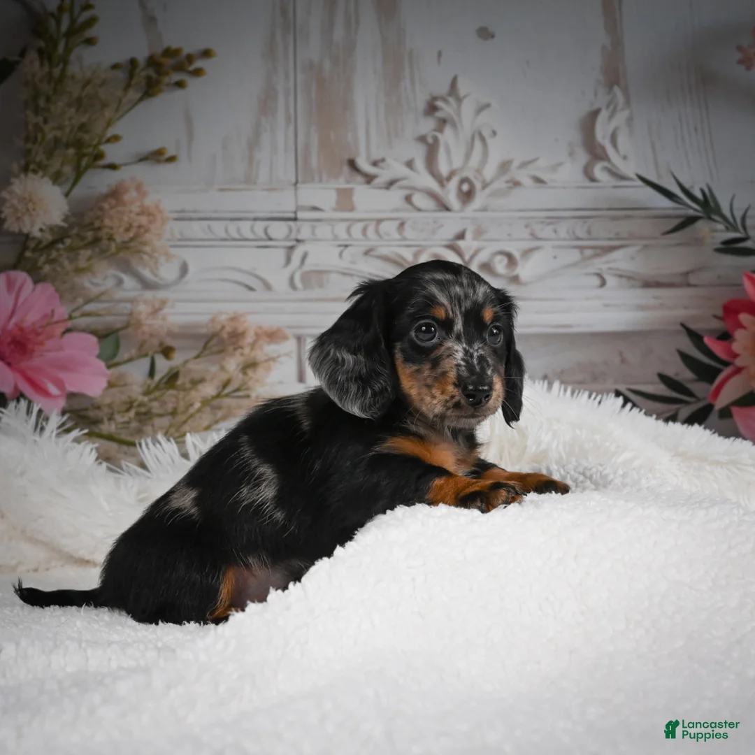 Miniature Dachshund dogs for sale: AKC-Bingo - Ad 2