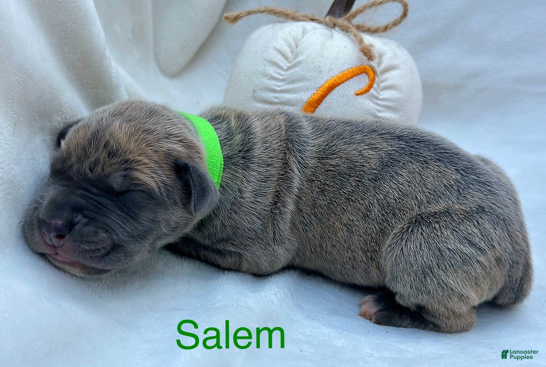 Great Dane dogs for sale: Salem - Ad 10