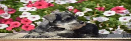 Miniature Schnauzer dogs for sale: Annie - Mini - Ad 4