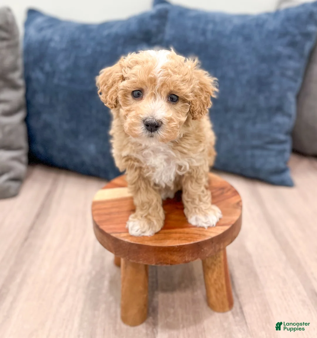 Bichpoo dogs for sale: Tyler - Ad 2