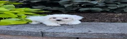 Bichon Frise dogs for sale: Beau  - Ad 1