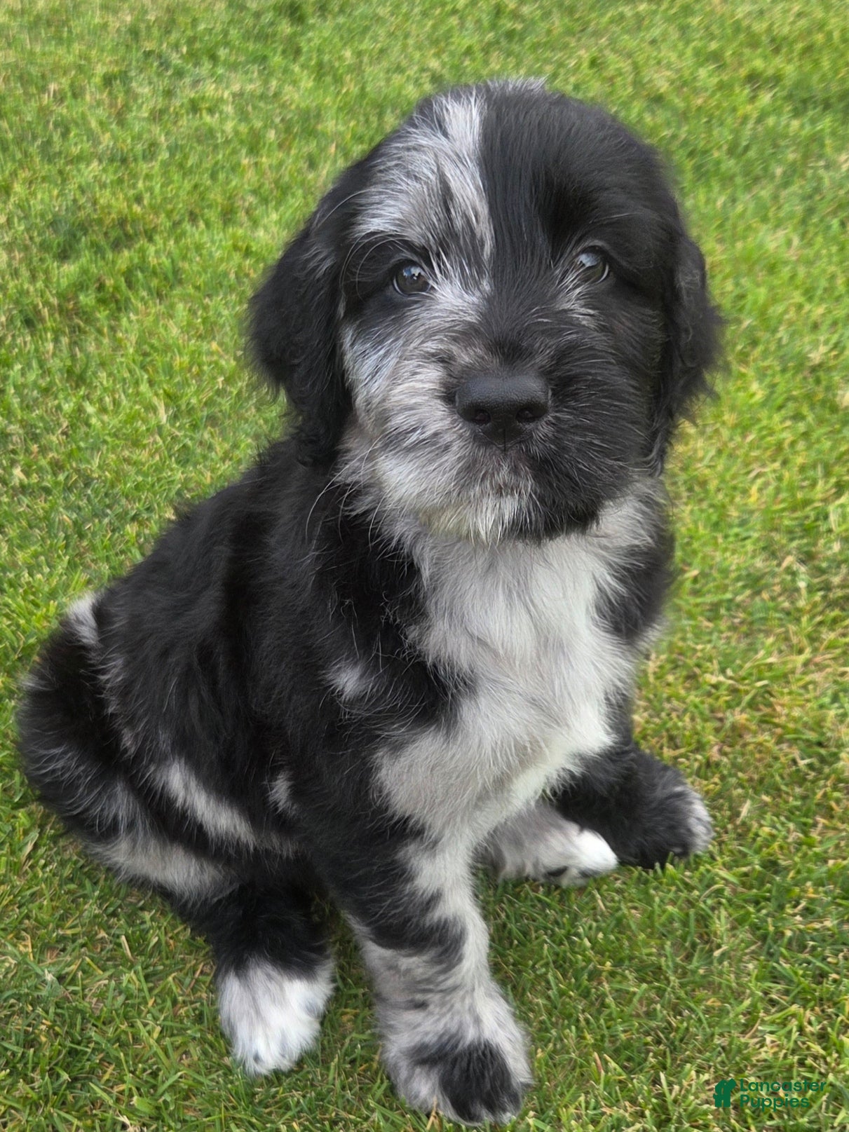 Goldendoodle dogs Ash - Ad 1