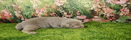 Labrador Retriever dogs for sale: Ember - Ad 8