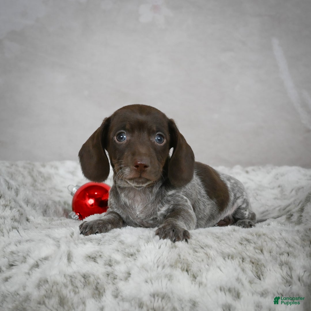 Miniature Dachshund dogs for sale: Hazel - Ad 11