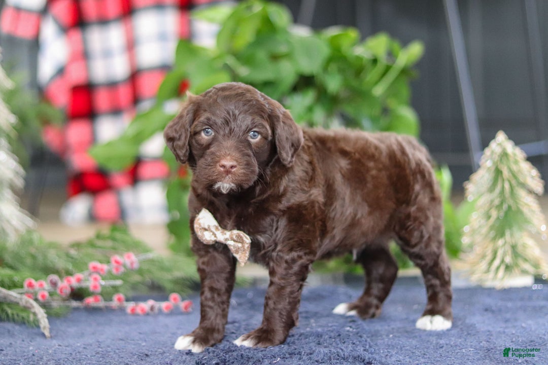 Portuguese Water Dog dogs for sale: Sonny - Ad 6