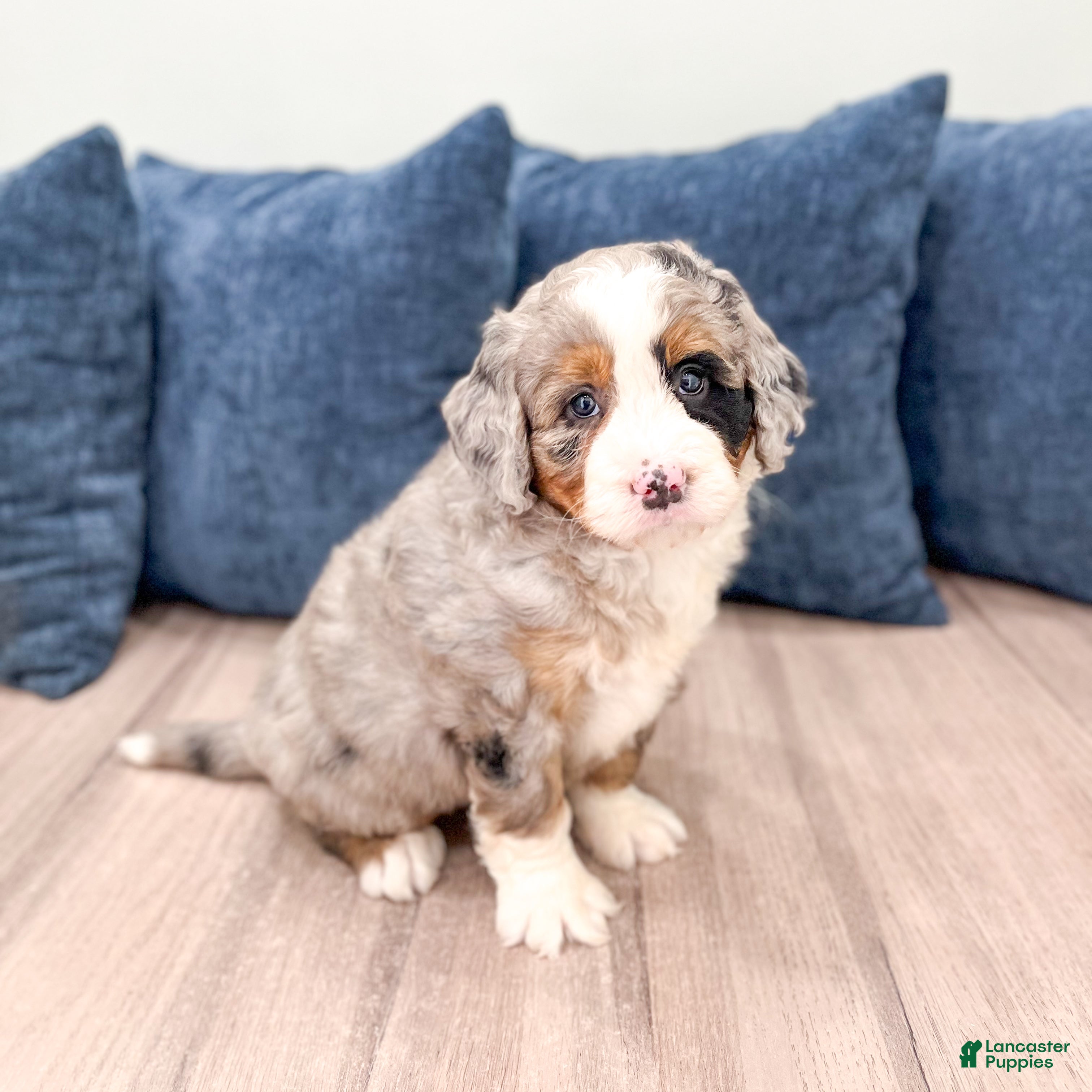 Mini Bernedoodle dogs for sale: Ace - Ad 8