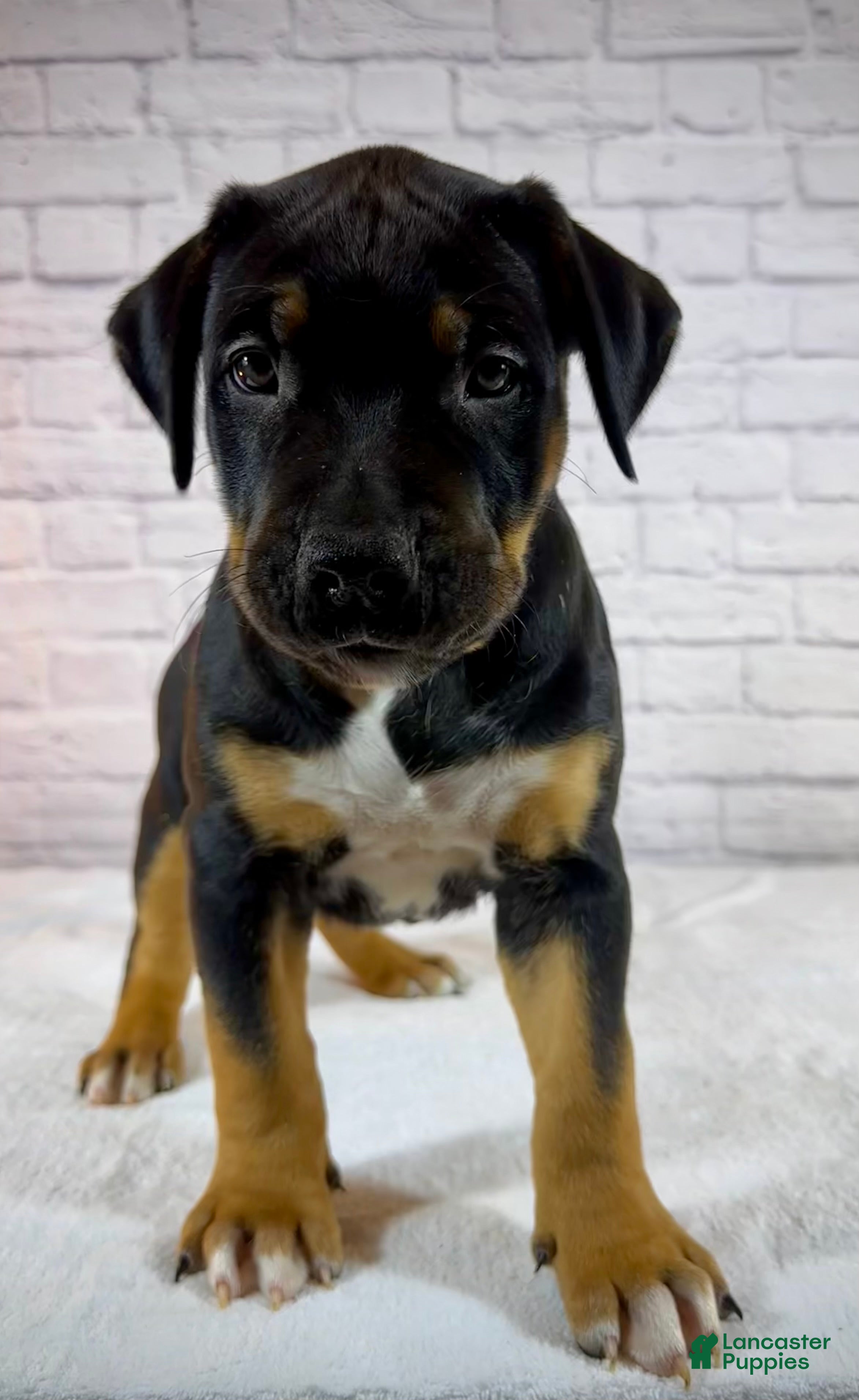 American Bully dogs XL American Bully Puppy Male - Ad 2