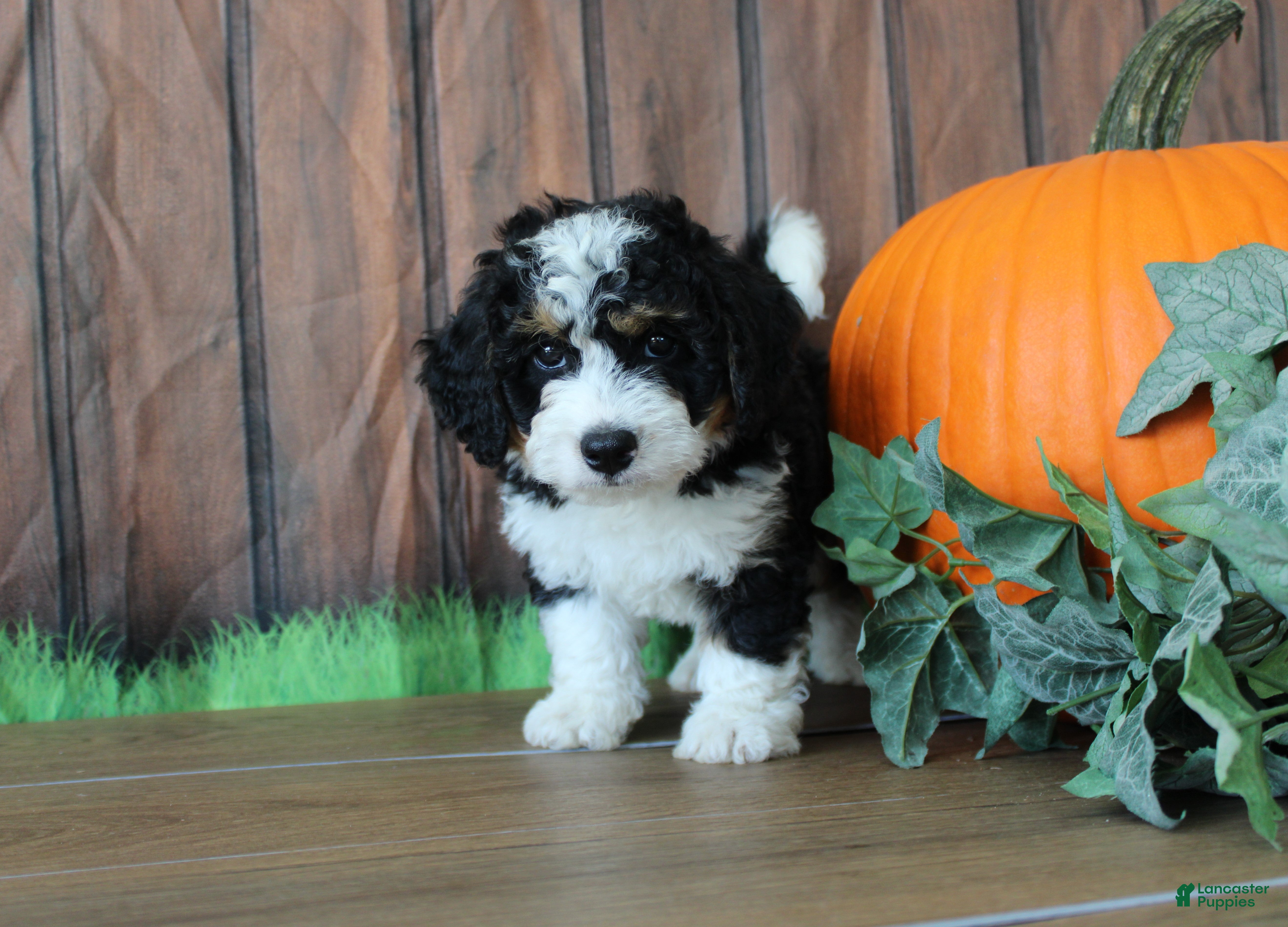 Mini Bernedoodle dogs Marshall - Ad 1