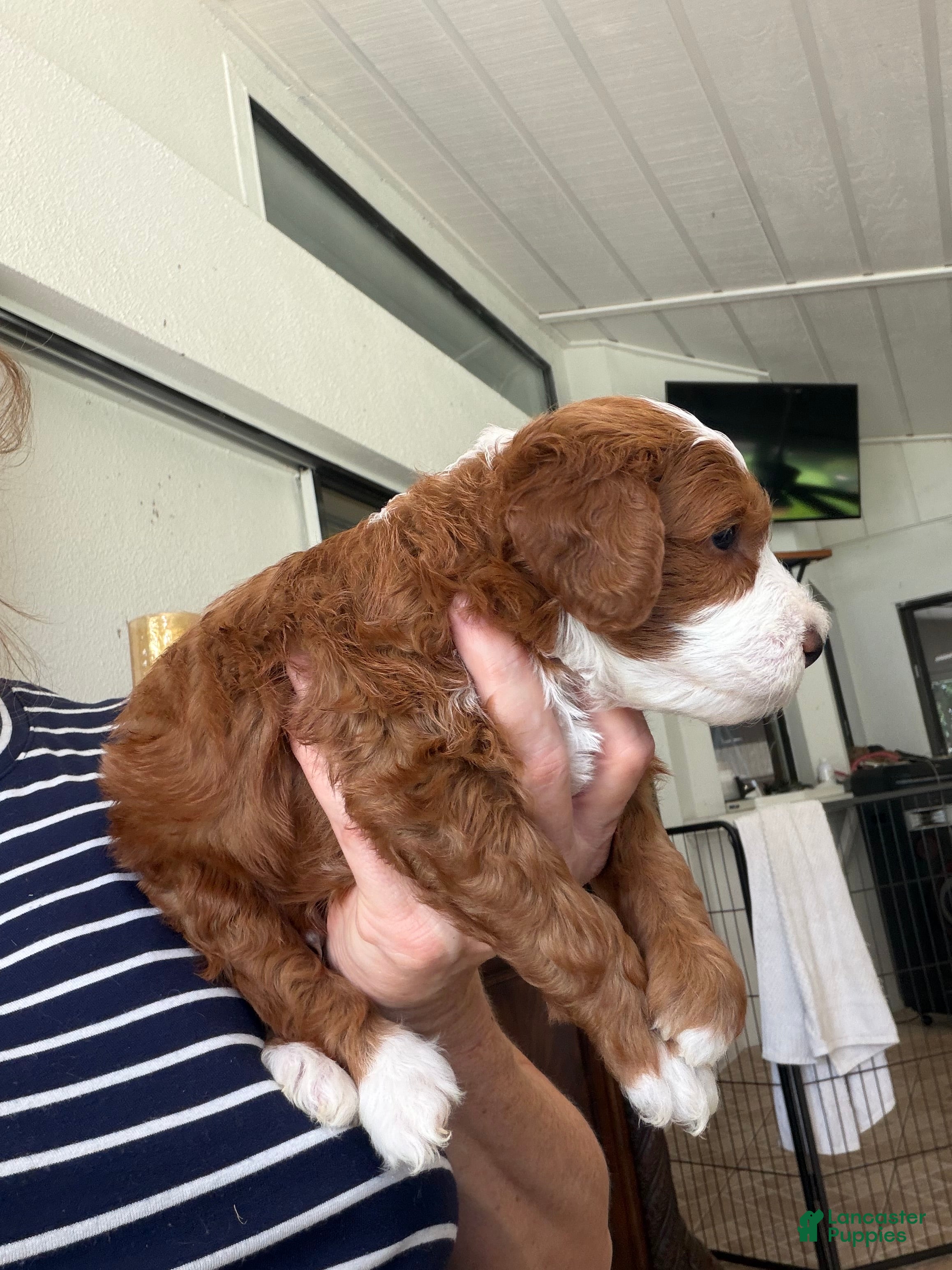 Mini Goldendoodle dogs Mini Goldendoodle 1 - Ad 2