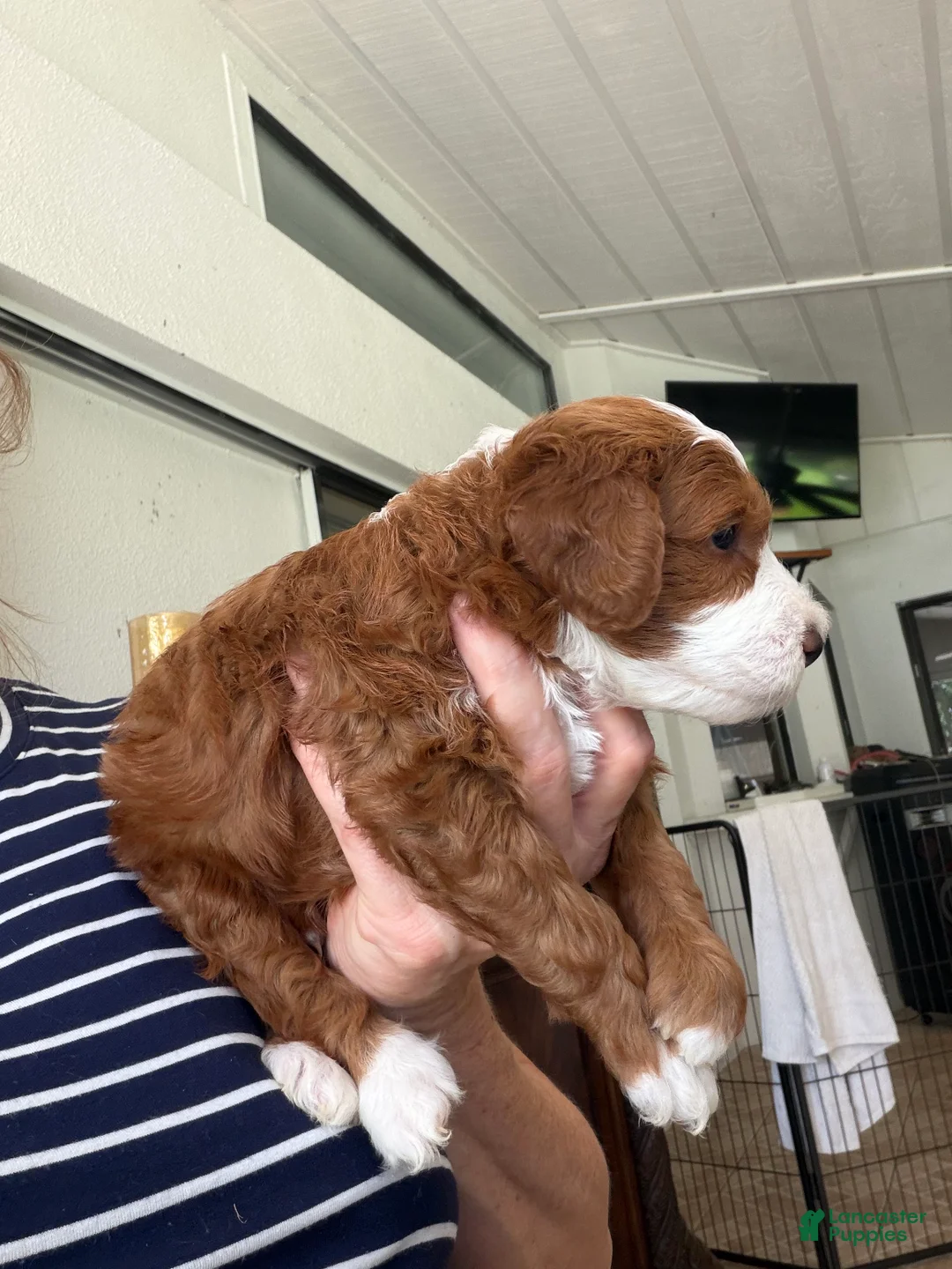 Mini Goldendoodle dogs for sale: Mini Goldendoodle 1 - Ad 2