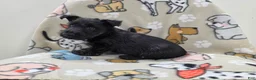 Scottish Terrier dogs for sale: Valerie - Ad 7