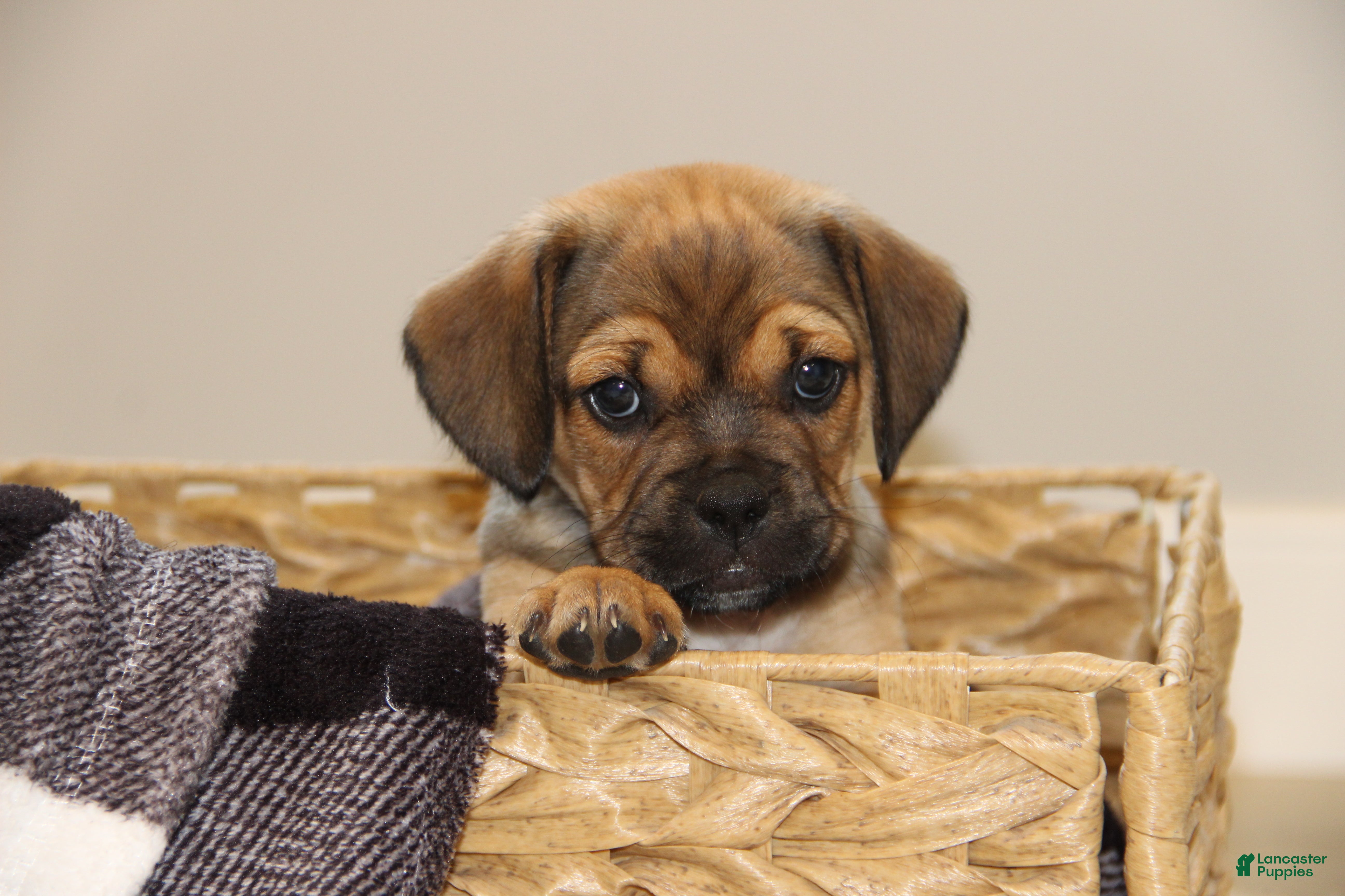 Puggle dogs Axel - Ad 39