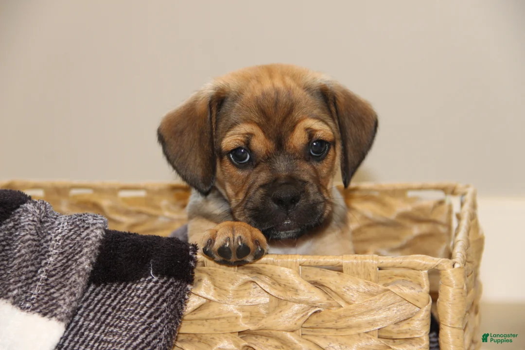 Puggle dogs for sale: Axel - Ad 1