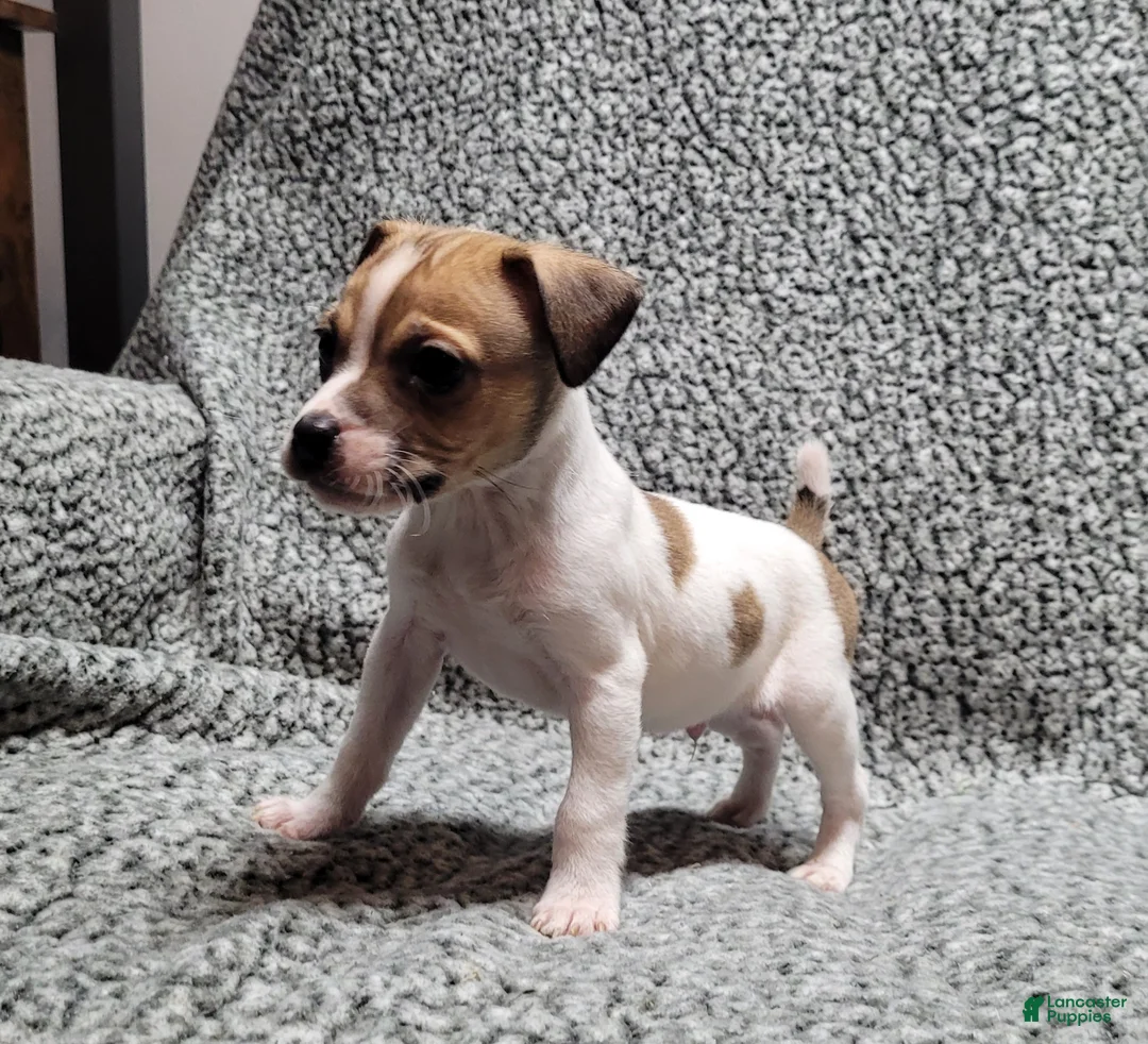 Jack Russell Terrier dogs for sale: Westfork's TORQ - Ad 1