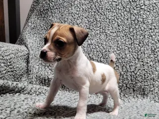 Jack Russell Terrier dogs Westfork's TORQ - Ad 8