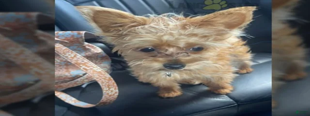 Benji