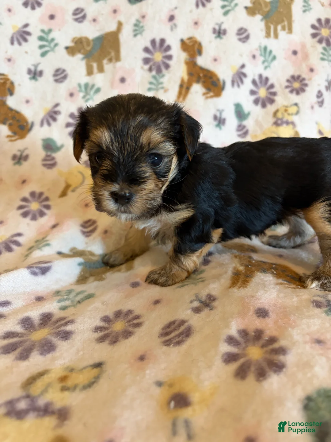 Morkie dogs for sale: Luna - Ad 2