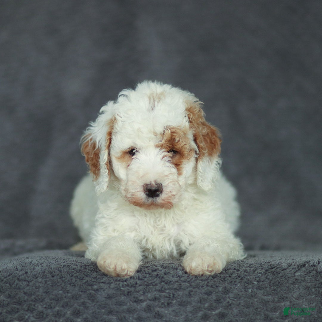 Mixed Breed dogs for sale: Rosy - Ad 2