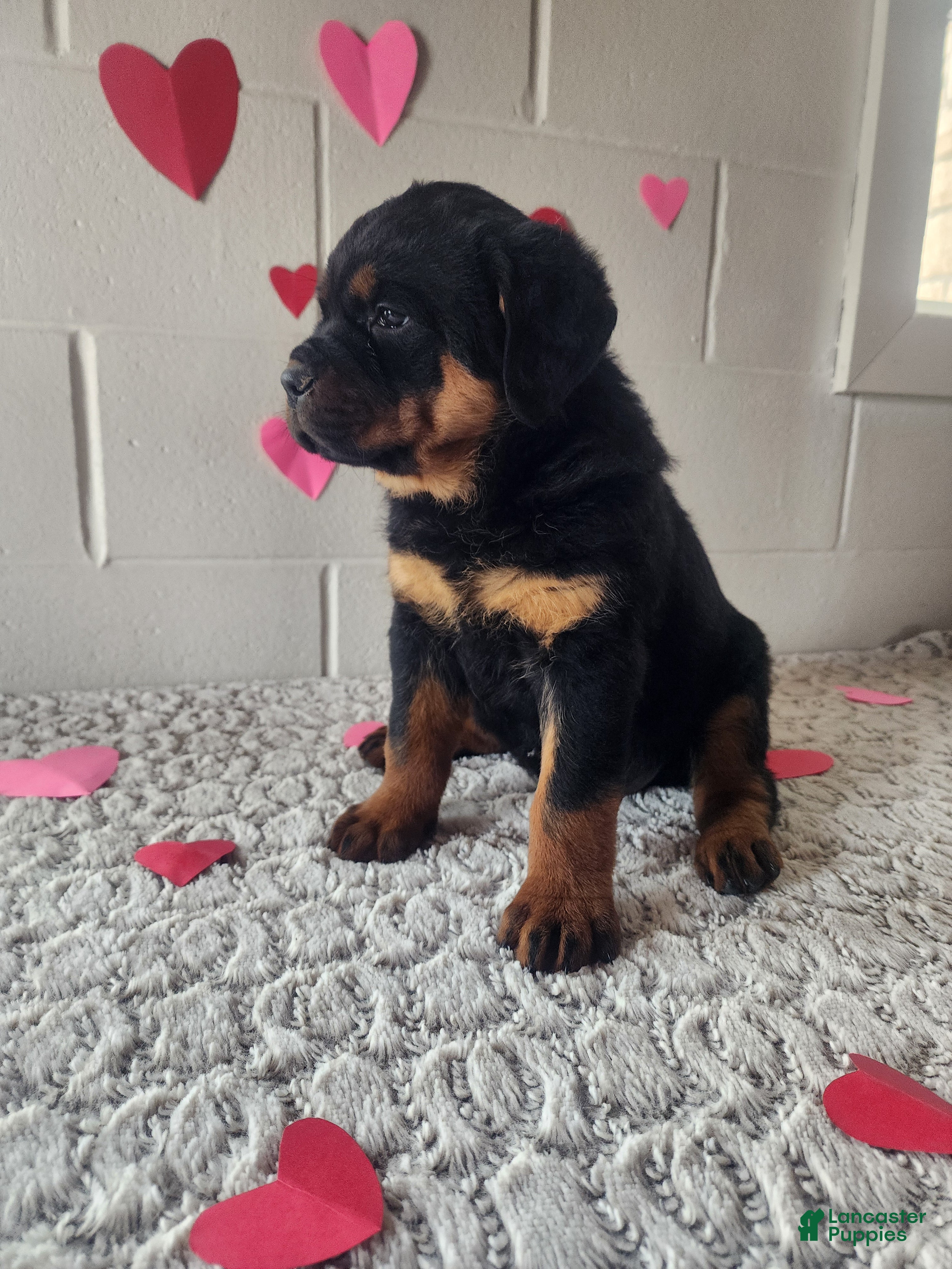 Rottweiler dogs Brent - Ad 1