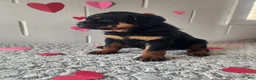 Rottweiler dogs for sale: Brent - Ad 1
