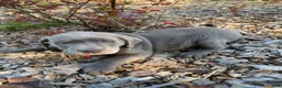 Labrador Retriever dogs for sale: Bruno - Ad 9